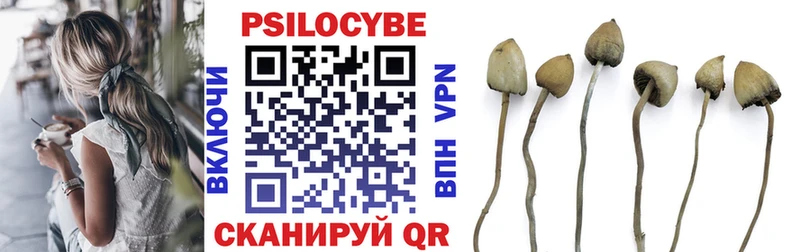 Псилоцибиновые грибы Psilocybe  Кулебаки 